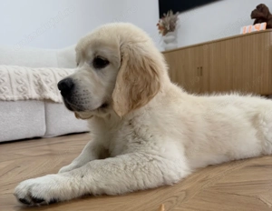 Golden retriever cu pedigree
