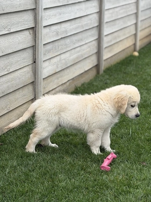 Golden retriever cu pedigree - imagine 3