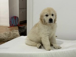 Golden retriever cu pedigree - imagine 2