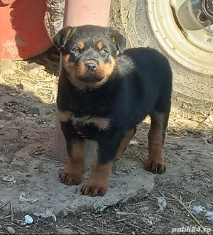 Vând căței Rottweiler  - imagine 5