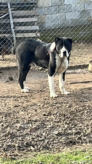 Vand sau schimb unu la alegere - imagine 2