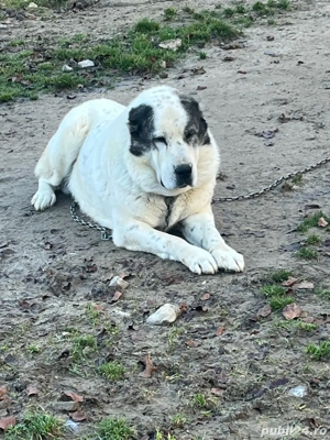 Vand sau schimb unu la alegere