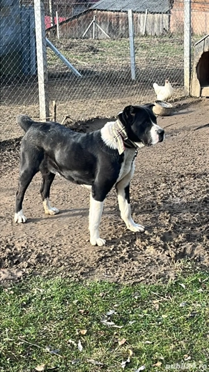 Vand sau schimb unu la alegere - imagine 4