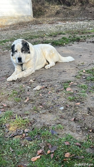 Vand sau schimb unu la alegere - imagine 3