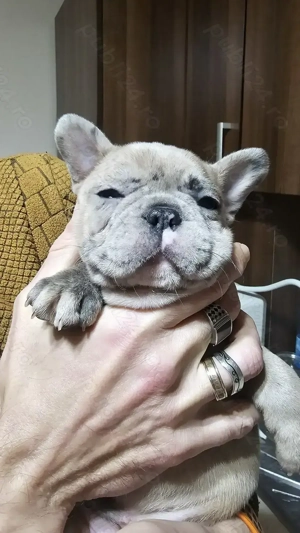 Bulldog Francez Merle, fetita - imagine 2