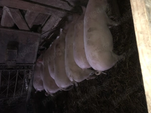 Purcei de vânzare  - imagine 4