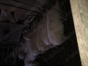 Purcei de vânzare  - imagine 3