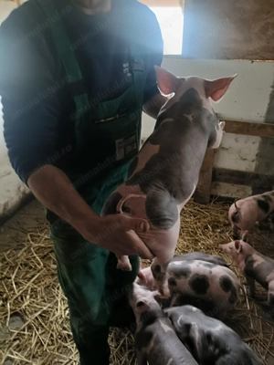 Pietrean Belgian - imagine 3