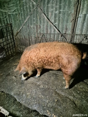 Vand porci mangalita  - imagine 2