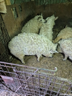 Vand porci mangalita  - imagine 3