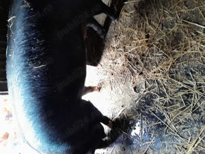 Porc de taiat - imagine 2