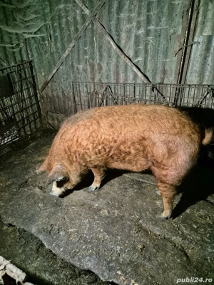 Vand porci mangalita  - imagine 4