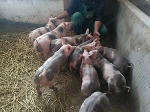 Pietrean Belgian - imagine 4