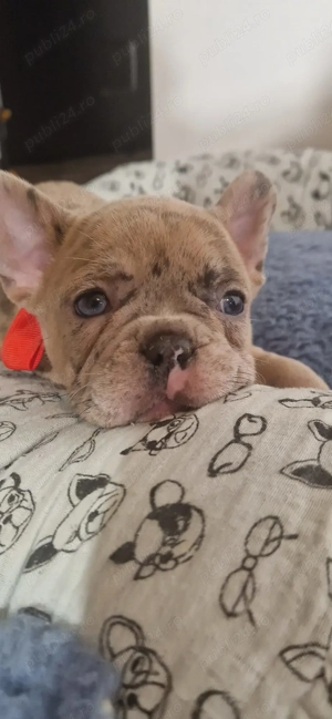Bulldog Francez Merle, fetita - imagine 5