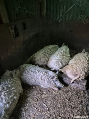 Vand porci mangalita 