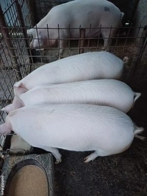 Grasuni de vânzare de la 60 kg - imagine 2