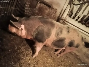 scrosfa  de sacrificat  - imagine 2