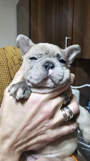 Bulldog Francez, Merle, fetita - imagine 2