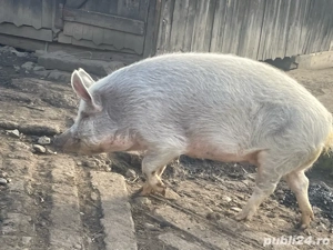 Vand 3 porci  - imagine 5