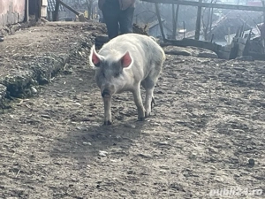 Vand 3 porci  - imagine 2