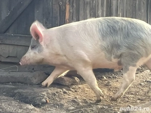 Vand 3 porci  - imagine 3