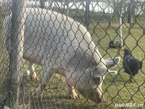 Vand 3 porci  - imagine 4