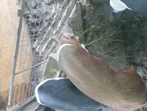 Porci crescuți cu cereale  - imagine 3