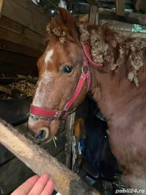 Cal de vânzare - imagine 5