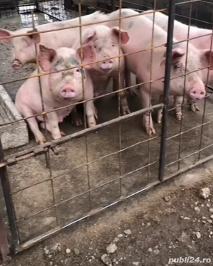 porci de vanzare  - imagine 4