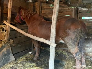 Cal de vânzare - imagine 2