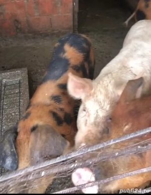 porci de vanzare  - imagine 3