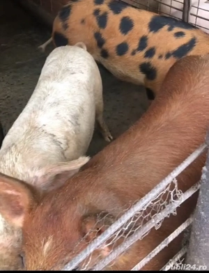 porci de vanzare  - imagine 2