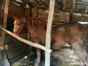 Cal de vânzare - imagine 3