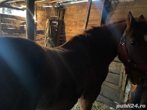 Cal de vânzare - imagine 4