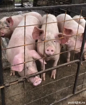 porci de vanzare 