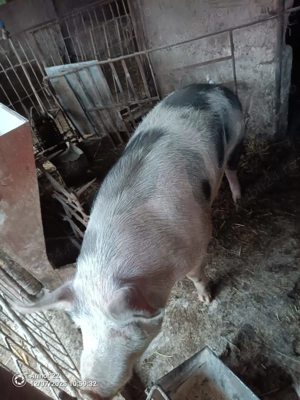 Vând porc petrean - imagine 2