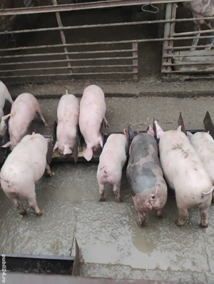 purcei 9 si 13 săptămâni 