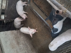 Vand soldani  in beltiug 