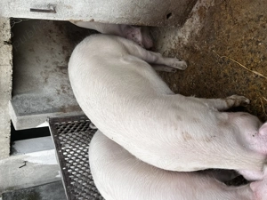 Vand porci - imagine 3