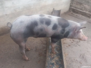 vand vier petrian - imagine 2