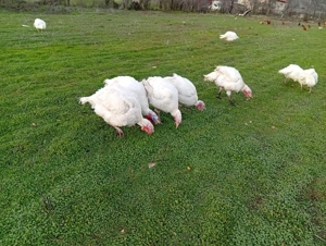 Curcani și curci de vinzare