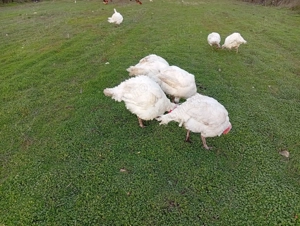 Curcani și curci de vinzare - imagine 2