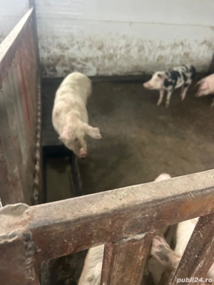 Porci de tara - imagine 2