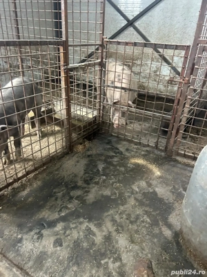 Porci de tara - imagine 3