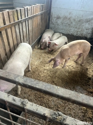 Porci de tara - imagine 5