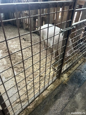 Porci de tara - imagine 4