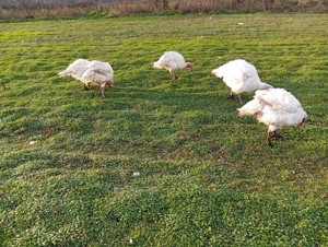 Curcani și curci de vinzare - imagine 3