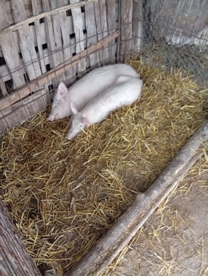 Petrece purcel și purcea de vînzare in Bălcești Gorj  - imagine 2