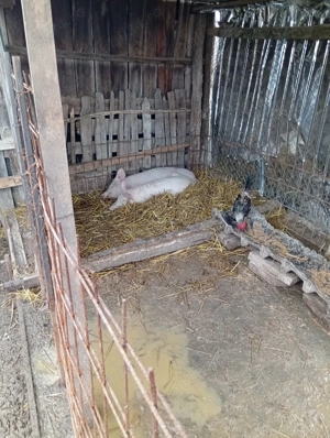 Petrece purcel și purcea de vînzare in Bălcești Gorj  - imagine 3