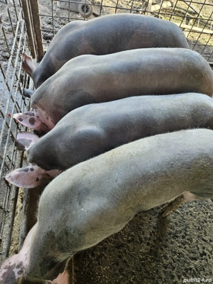 vand porci - imagine 2